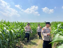Cek Tanaman Jagung, Polsek Krembung Berharap Dongkrak Ketahanan Pangan