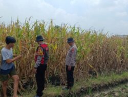Cek Lahan Jagung Siap Panen di Balongbendo Sidoarjo, Dukung Swasembada Pangan 2026