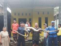 Aksi Heroik Damkar Mojoagung Taklukkan Ular yang Resahkan Warga Dukuhsanan