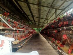 SKANDAL PETERNakan AYAM PETELUR: Uang Suap Bertebaran, Aturan Dijadikan Mainan!